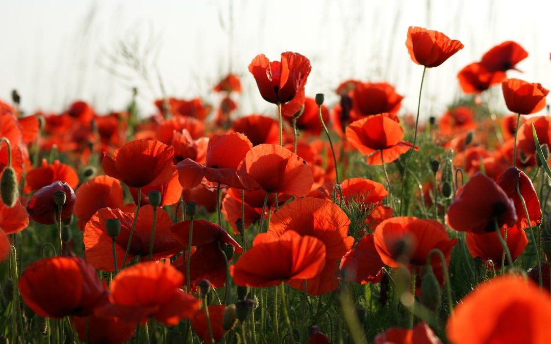 The Tall Poppy Phenomenon: A Social Paradox